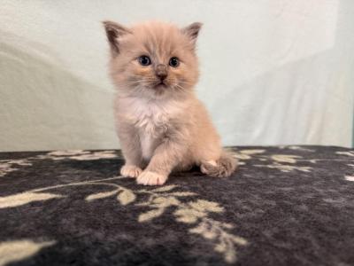 Arlo - Ragdoll - Gallery Photo #1
