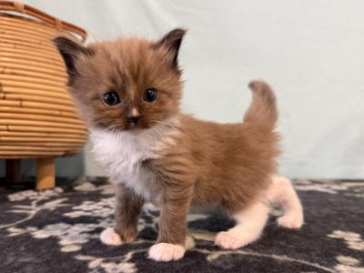 Kai - Ragdoll - Gallery Photo #1