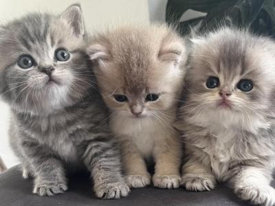 Kitty Love - British Shorthair - Gallery Photo #1