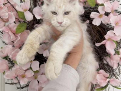 Goliath - Maine Coon - Gallery Photo #1