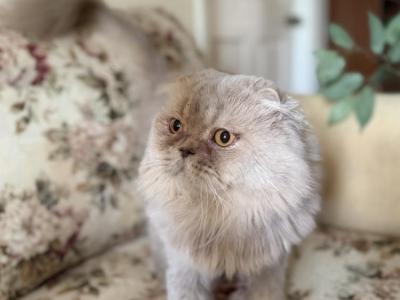 Dandy - Scottish Fold - Gallery Photo #1