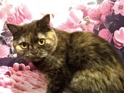 MOMO - British Shorthair - Gallery Photo #1