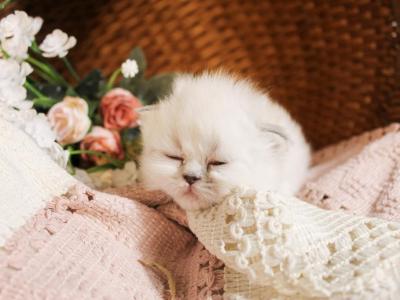 PO13 Tortie Point Doll Face - Himalayan - Gallery Photo #1