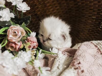 PO12 Tortie Point Female - Himalayan - Gallery Photo #1