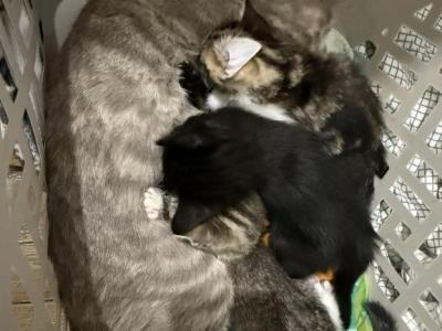Stray Litter - American Shorthair - Gallery Photo #1