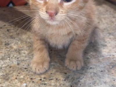 Mateo - Domestic - Gallery Photo #1