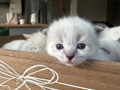 Seal Lynx Litter - Ragdoll - Gallery Photo #1