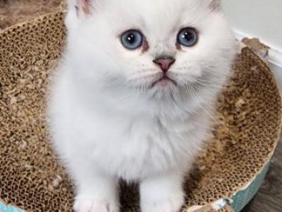 Vito - British Shorthair - Gallery Photo #1