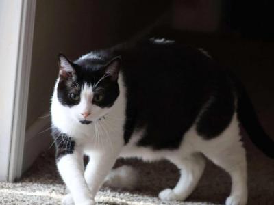 Miles - Domestic - Gallery Photo #1