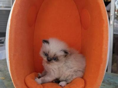 April 8th Babies - Persian - Gallery Photo #1