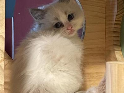 Oliver - Ragdoll - Gallery Photo #1