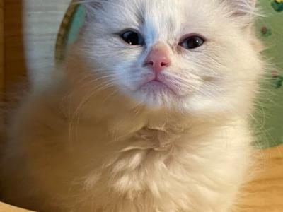Dove - Ragdoll - Gallery Photo #1