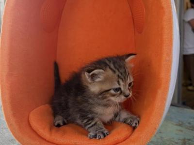 Tigger Reserved - Persian - Gallery Photo #1
