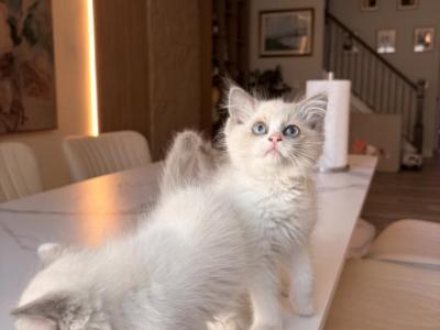 Lyly - Ragdoll - Gallery Photo #1