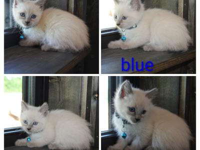 CFF Seal Point Siamese - Siamese - Gallery Photo #1