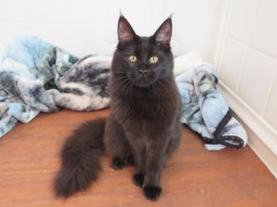 Mrs Kitty And Keeper - Maine Coon - Gallery Photo #1