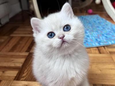 Lamajeur Cattery Royal Chinchilla Point Kitten - British Shorthair - Gallery Photo #1