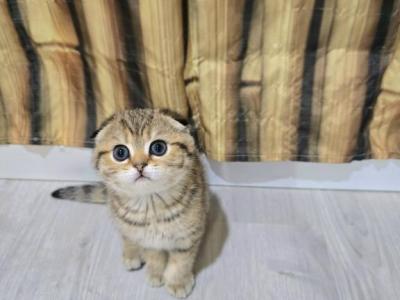 Mia - Scottish Fold - Gallery Photo #1