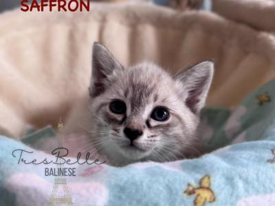 Saffron - Siamese - Gallery Photo #1