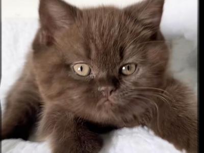 PURE BREED BRITISH SHORTHAIR KITTNES CHOCOLATE BOY - British Shorthair - Gallery Photo #1