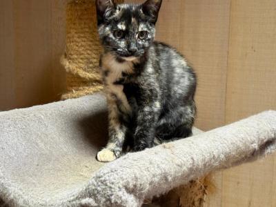 Gem - American Shorthair - Gallery Photo #1
