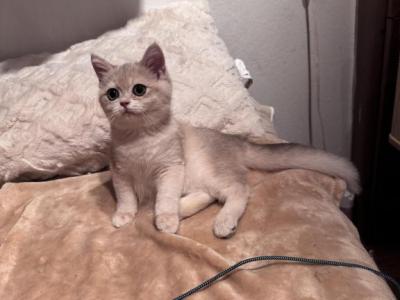 Blue - British Shorthair - Gallery Photo #1