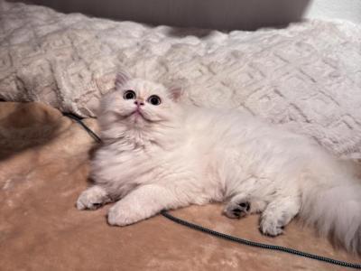Marlin - British Shorthair - Gallery Photo #1