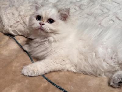 Marlin - British Shorthair - Gallery Photo #1