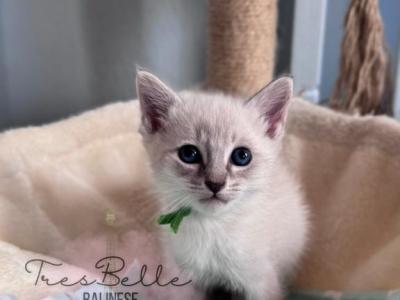 Basil - Siamese - Gallery Photo #1