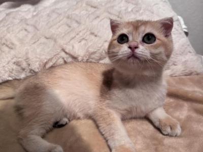 Chichi - Scottish Fold - Gallery Photo #1