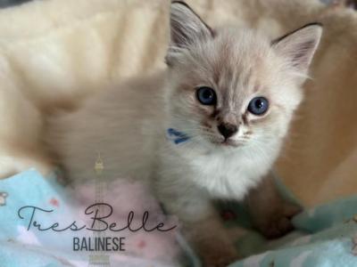 Cumin - Balinese - Gallery Photo #1
