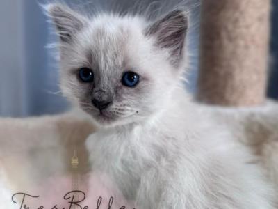 Pepper RESERVED - Balinese - Gallery Photo #1