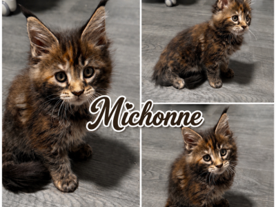 The Walking Dead Litter Of 7 - Maine Coon - Gallery Photo #1