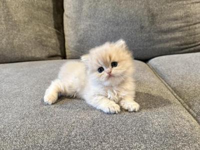 Longhair Boy - British Shorthair - Gallery Photo #1