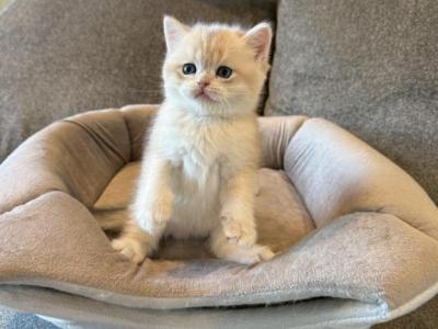 British Boy - British Shorthair - Gallery Photo #1