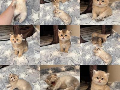 British Shorthair Boy - British Shorthair - Gallery Photo #1