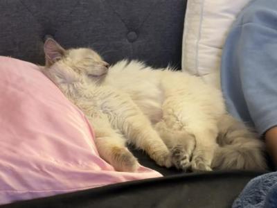 Ragdoll - Ragdoll - Gallery Photo #1