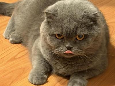 Cookie - Scottish Fold - Gallery Photo #1