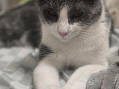 Milo - Domestic - Gallery Photo #1
