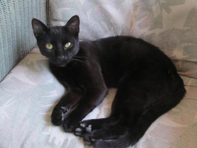 Smokie - Siamese - Gallery Photo #1