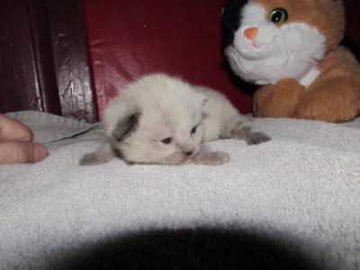 Kittens Deposit - Ragdoll - Gallery Photo #1