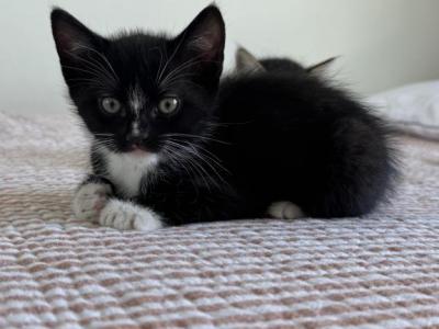 Buddy - Domestic - Gallery Photo #1