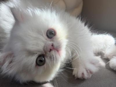 Tommy - Persian - Gallery Photo #1