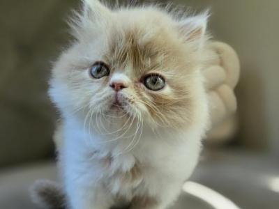 Ghost - Himalayan - Gallery Photo #1