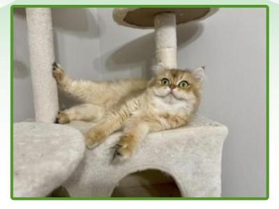 Cookie - British Shorthair - Gallery Photo #1