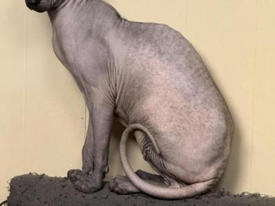 Donald - Sphynx - Gallery Photo #1