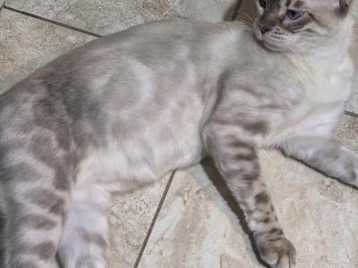 Snow Bengal Female - Bengal - Gallery Photo #1