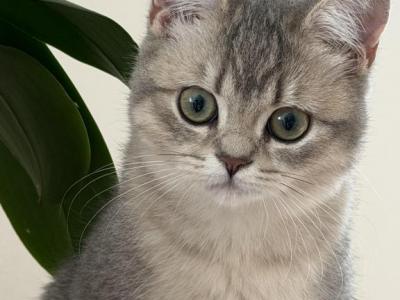 Celina - British Shorthair - Gallery Photo #1