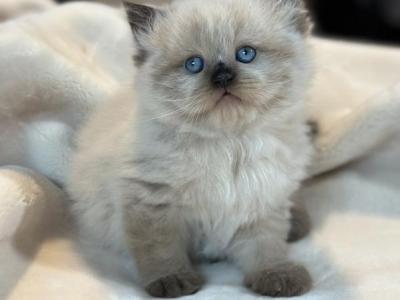 Moses Spring Litter G - Himalayan - Gallery Photo #1