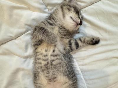Not Named Yet - Domestic - Gallery Photo #1
